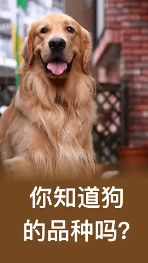 狗 - 宠物游戏 小狗 狗语翻译器 宠物 狗狗翻译器